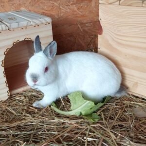 coelho-anao-netherland-dwarf-curitiba-1.jpg