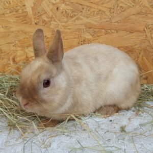 coelho-anao-netherland-dwarf-curitiba-13.jpg