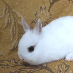 coelho-anao-netherland-dwarf-curitiba-15.jpg