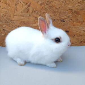 coelho-anao-netherland-dwarf-curitiba-18.jpg