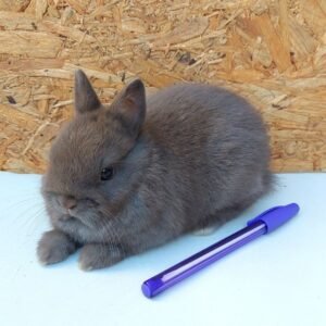 coelho-anao-netherland-dwarf-curitiba-19.jpg