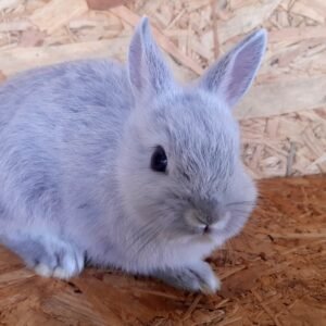 coelho-anao-netherland-dwarf-curitiba-7.jpg