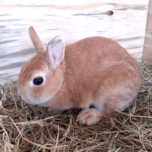 coelho-anao-netherland-dwarf-curitiba-8.jpg