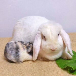coelho-mini-lop-mae-com-filhote.jpg