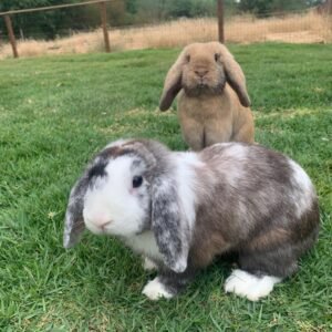 coelhos-mini-lop-uruguaio-passeando.jpg