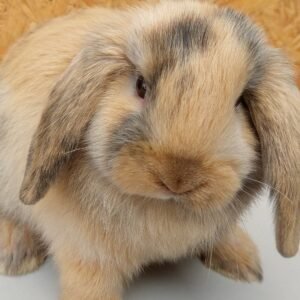filhote-de-coelho-mini-lop-uruguaio-1.jpg