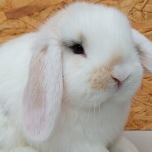 filhote-de-coelho-mini-lop-uruguaio-2.jpg